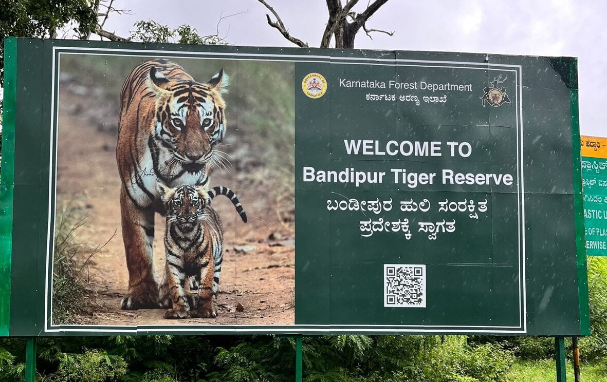 Bengal tiger in natural habitat India
