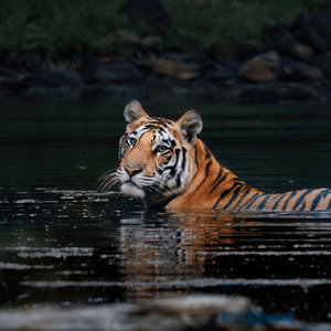 Wildlife photography tour India – Katrivia Expeditions