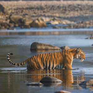 Wildlife photography tour India – Katrivia Expeditions