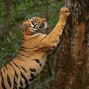 Wildlife photography tour India – Katrivia Expeditions