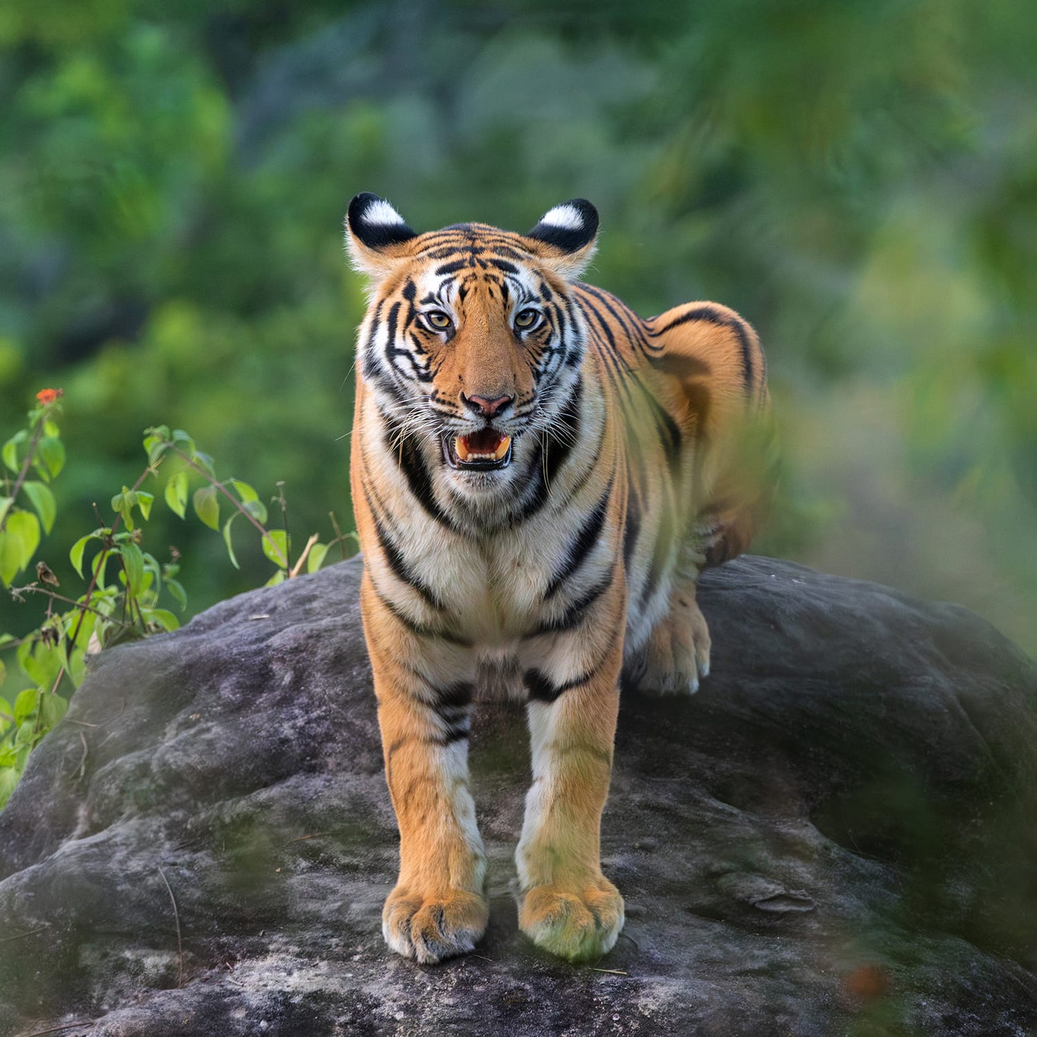 Wildlife photography tour India – Katrivia Expeditions