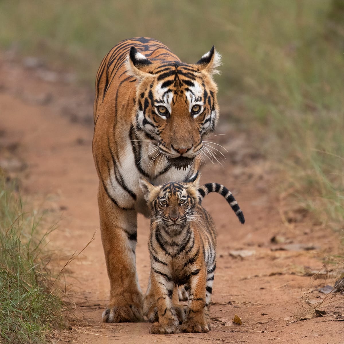 Wildlife at Bandipur Tiger Reserve Karnataka