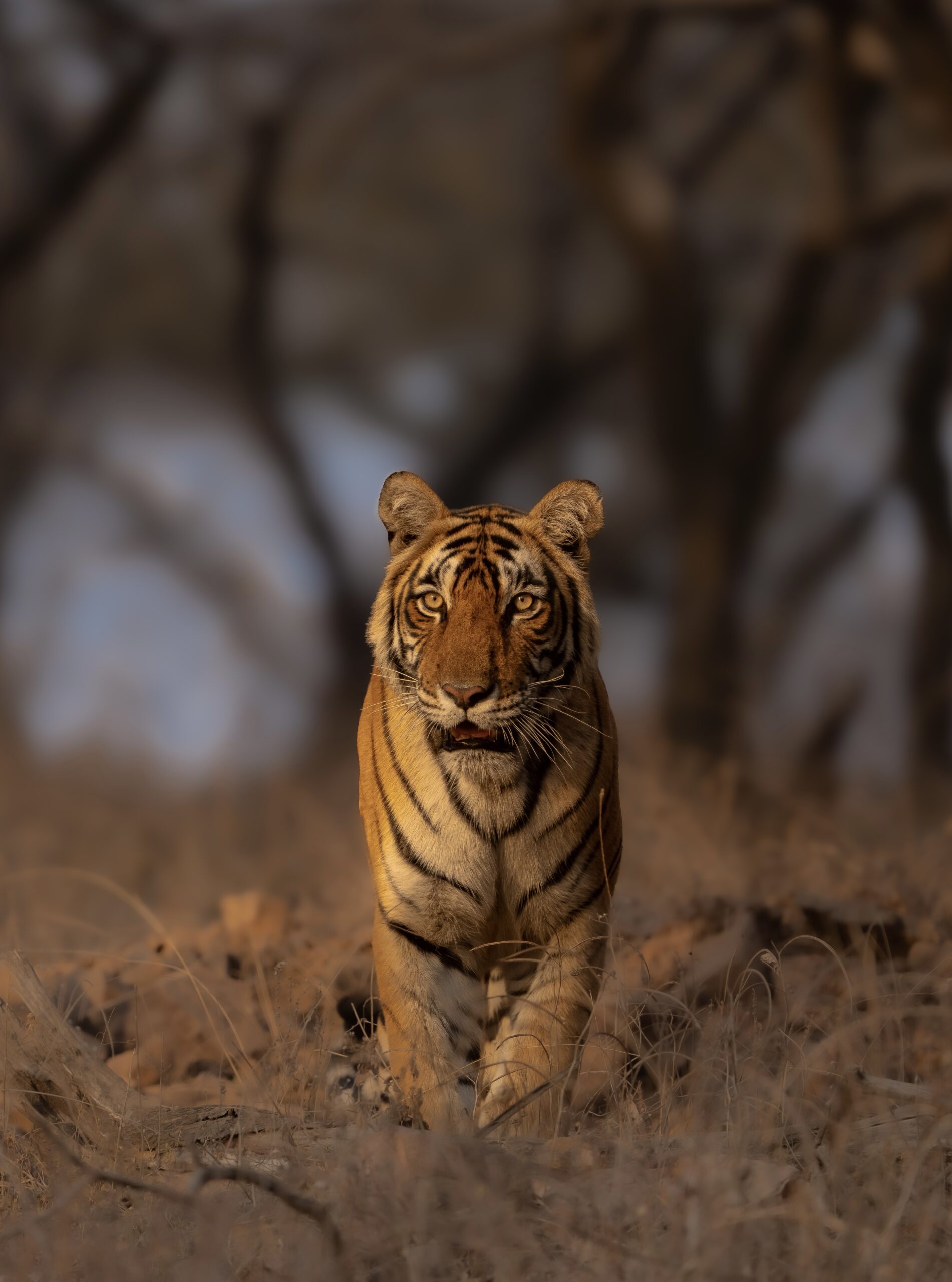 Wildlife photography tour India – Katrivia Expeditions