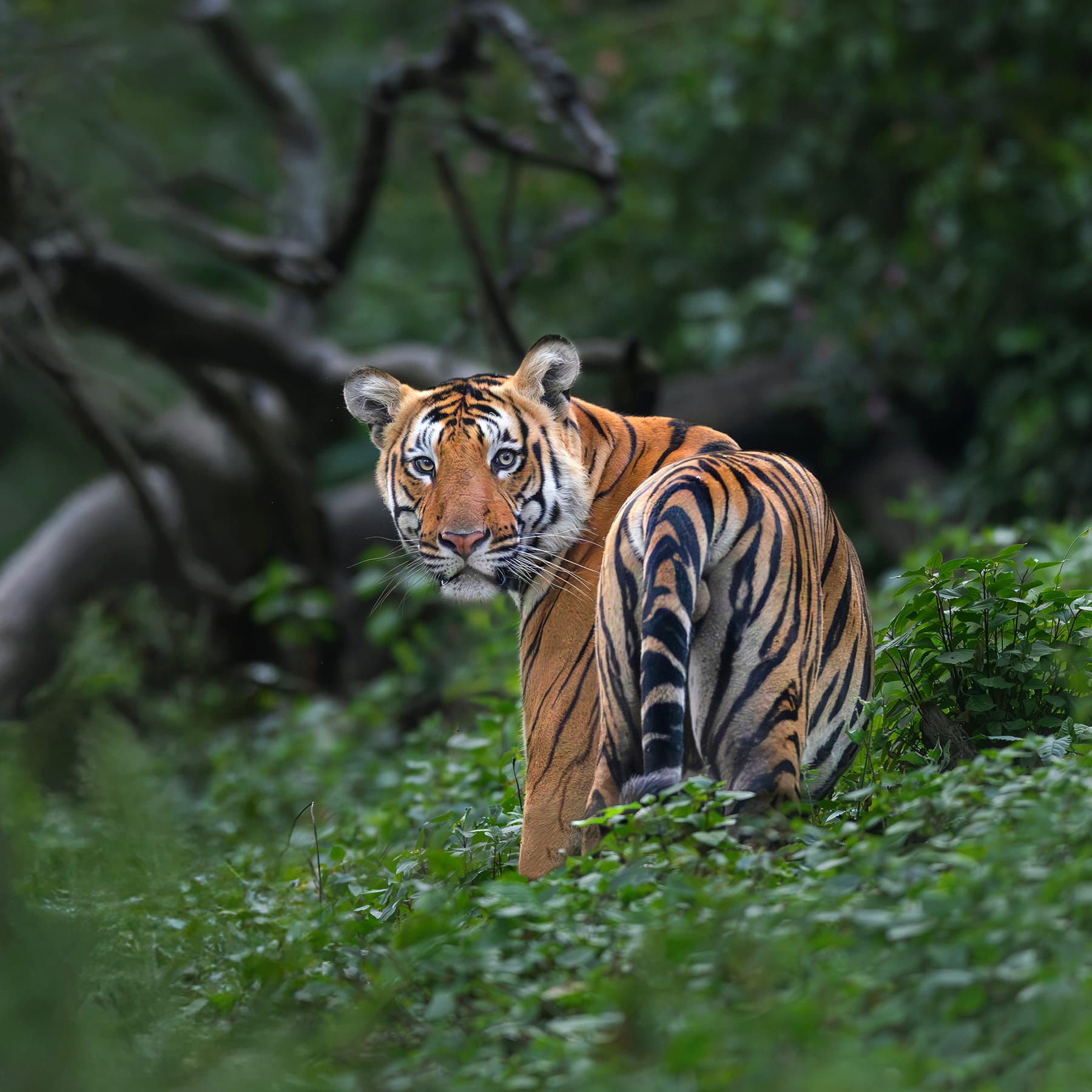 Wildlife at KGudi BR Hills Tiger Reserve