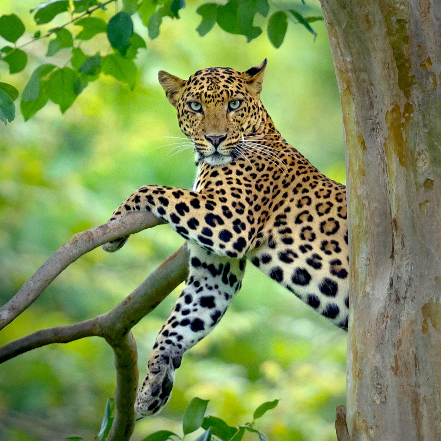 Wildlife at Kabini backwaters Karnataka