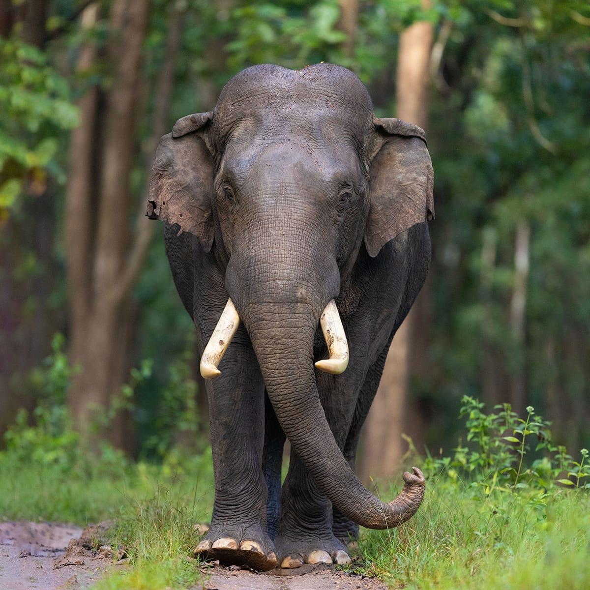 Wildlife photography tour India – Katrivia Expeditions
