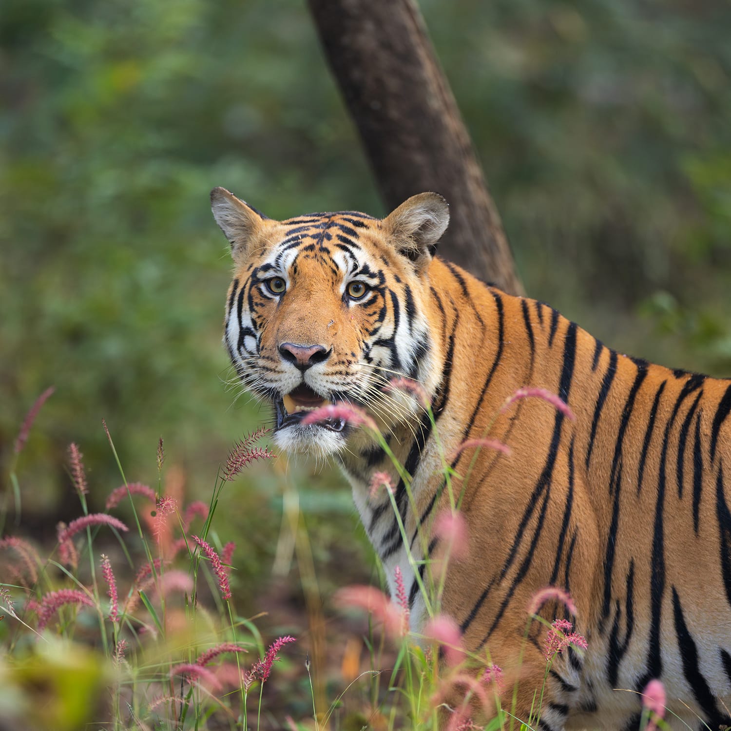 Wildlife photography tour India – Katrivia Expeditions