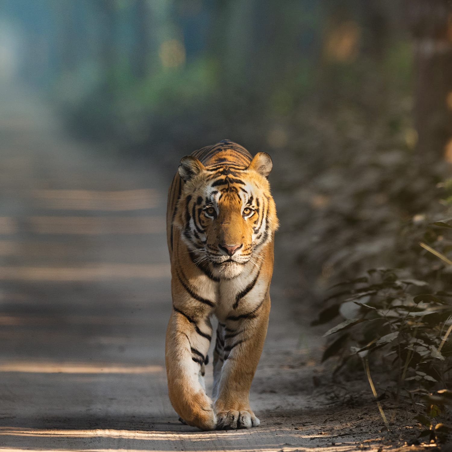 Wildlife photography tour India – Katrivia Expeditions