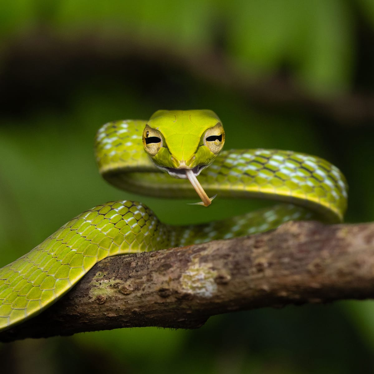 Wildlife photography tour India – Katrivia Expeditions