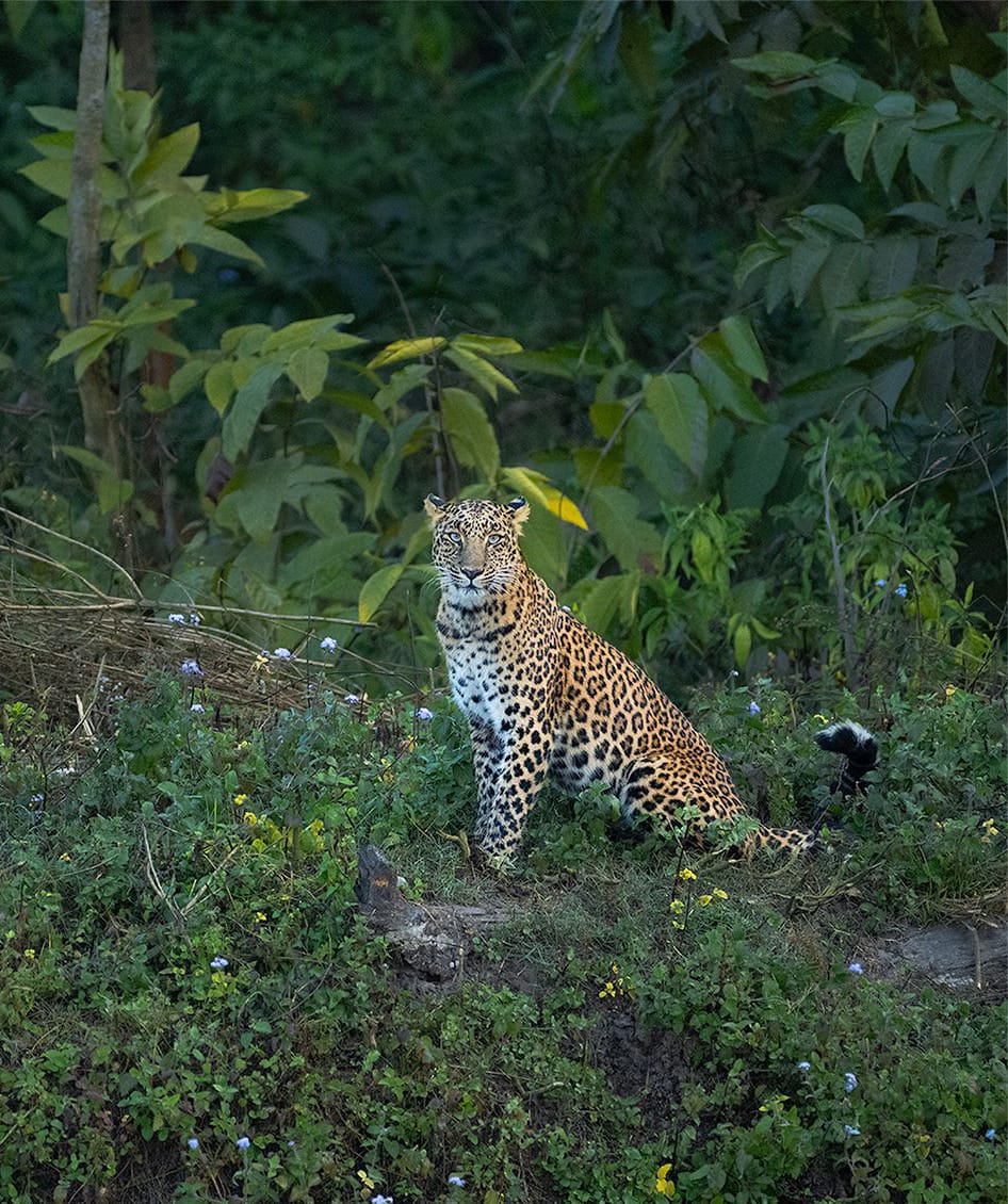 Wildlife photography tour India – Katrivia Expeditions