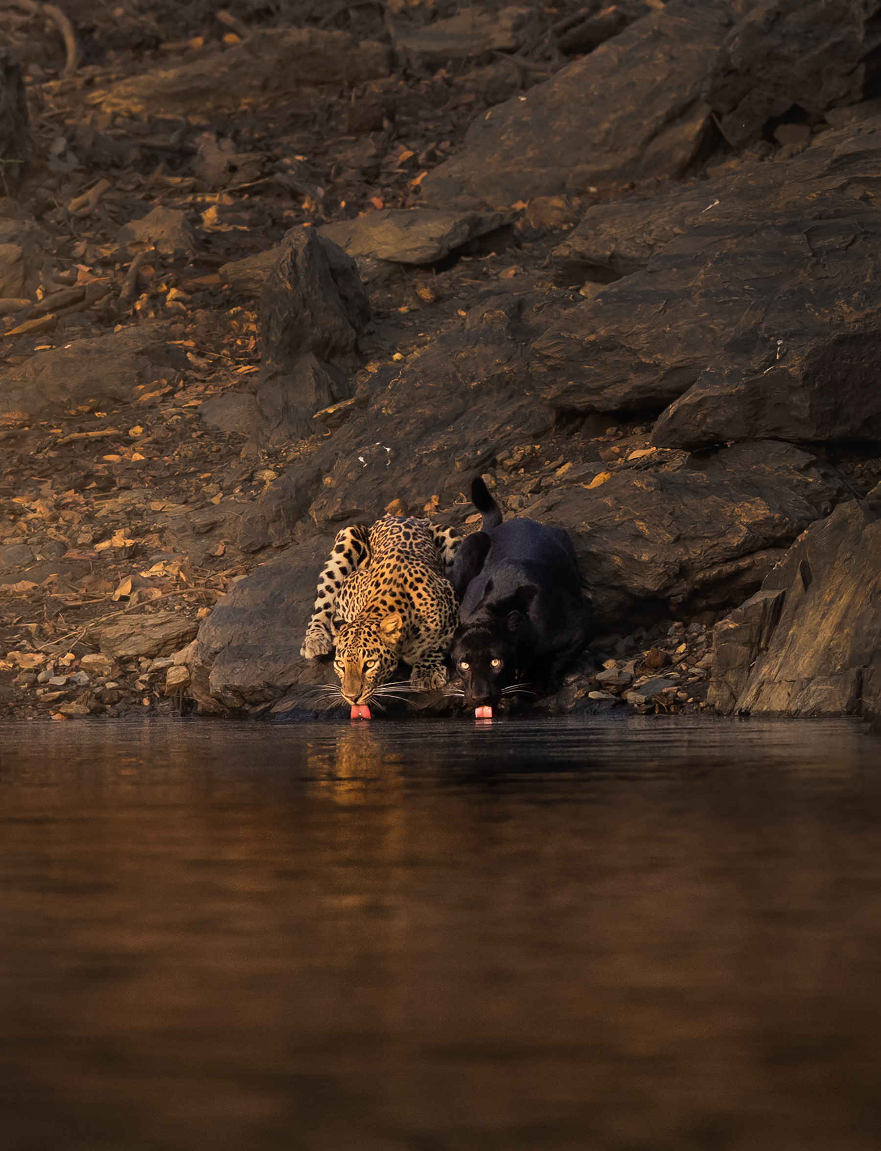Wildlife photography tour India – Katrivia Expeditions