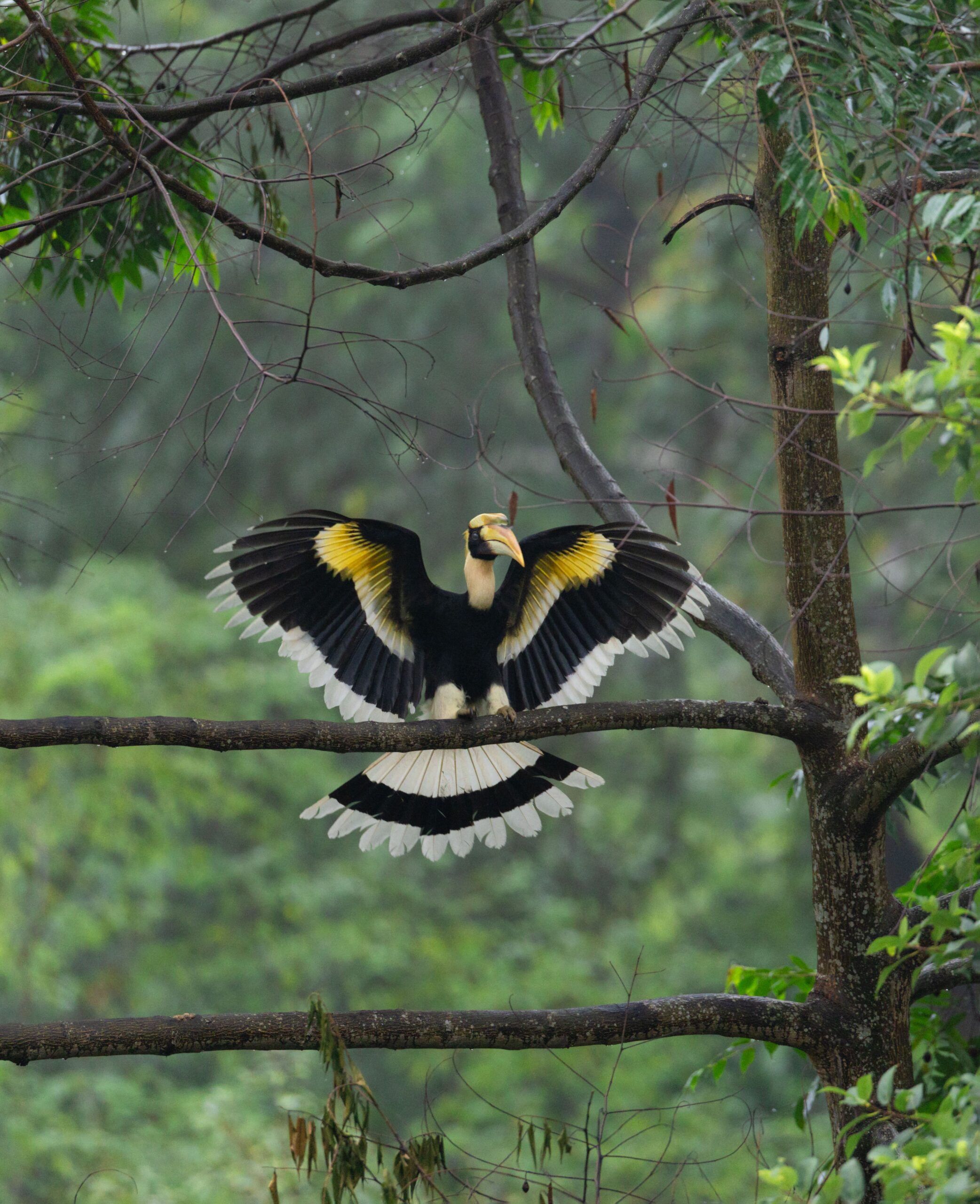 Wildlife photography tour India – Katrivia Expeditions