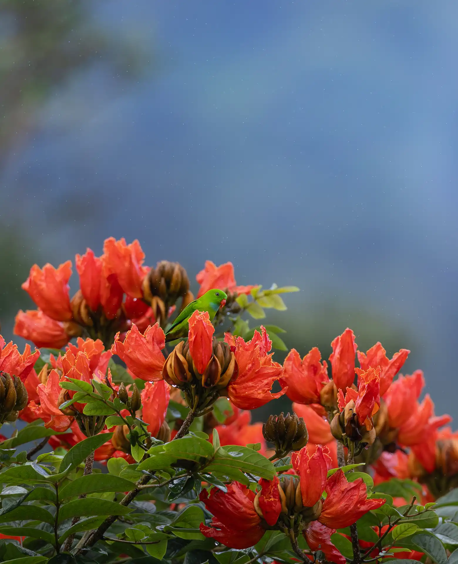 Wildlife photography tour India – Katrivia Expeditions