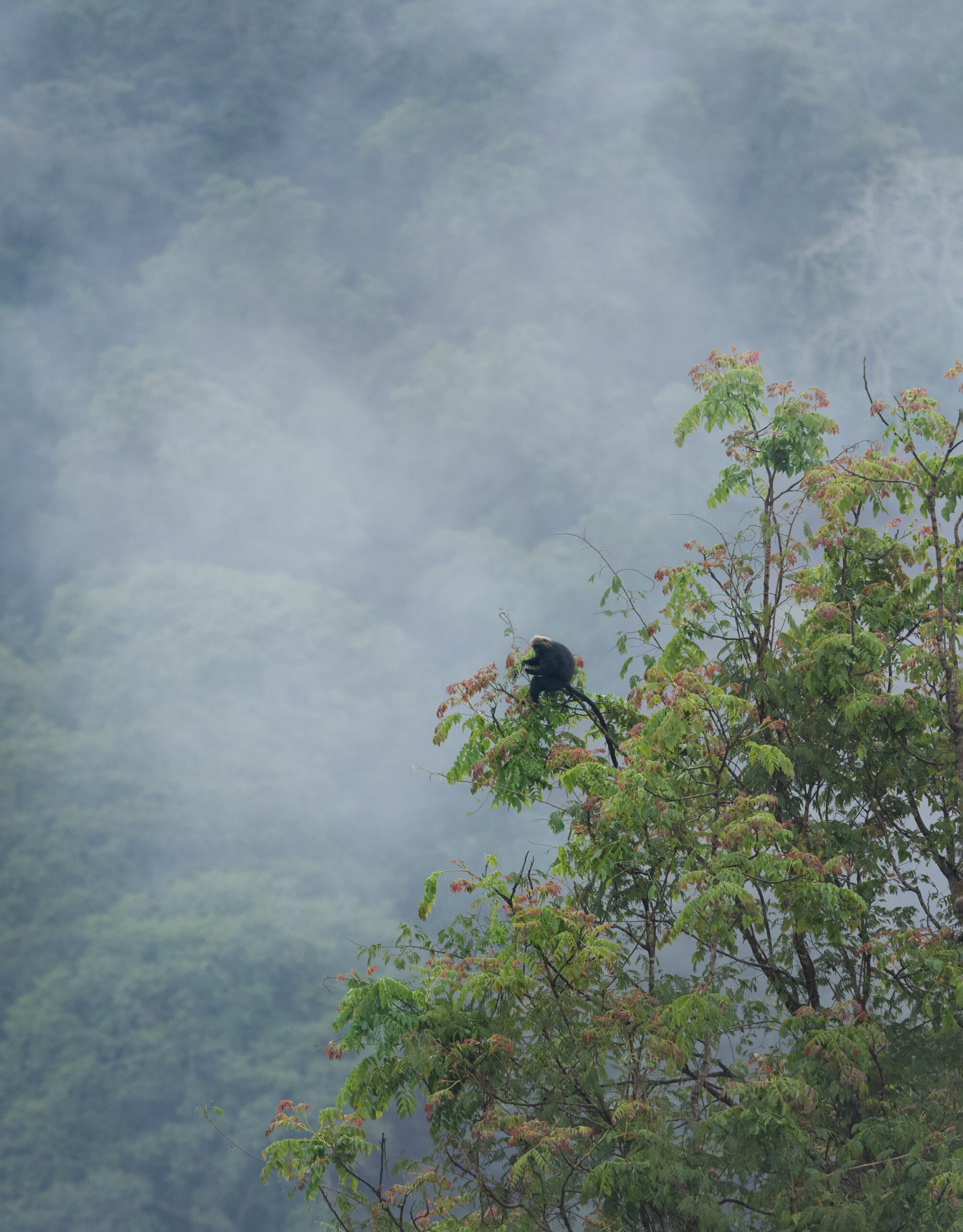 Wildlife photography tour India – Katrivia Expeditions