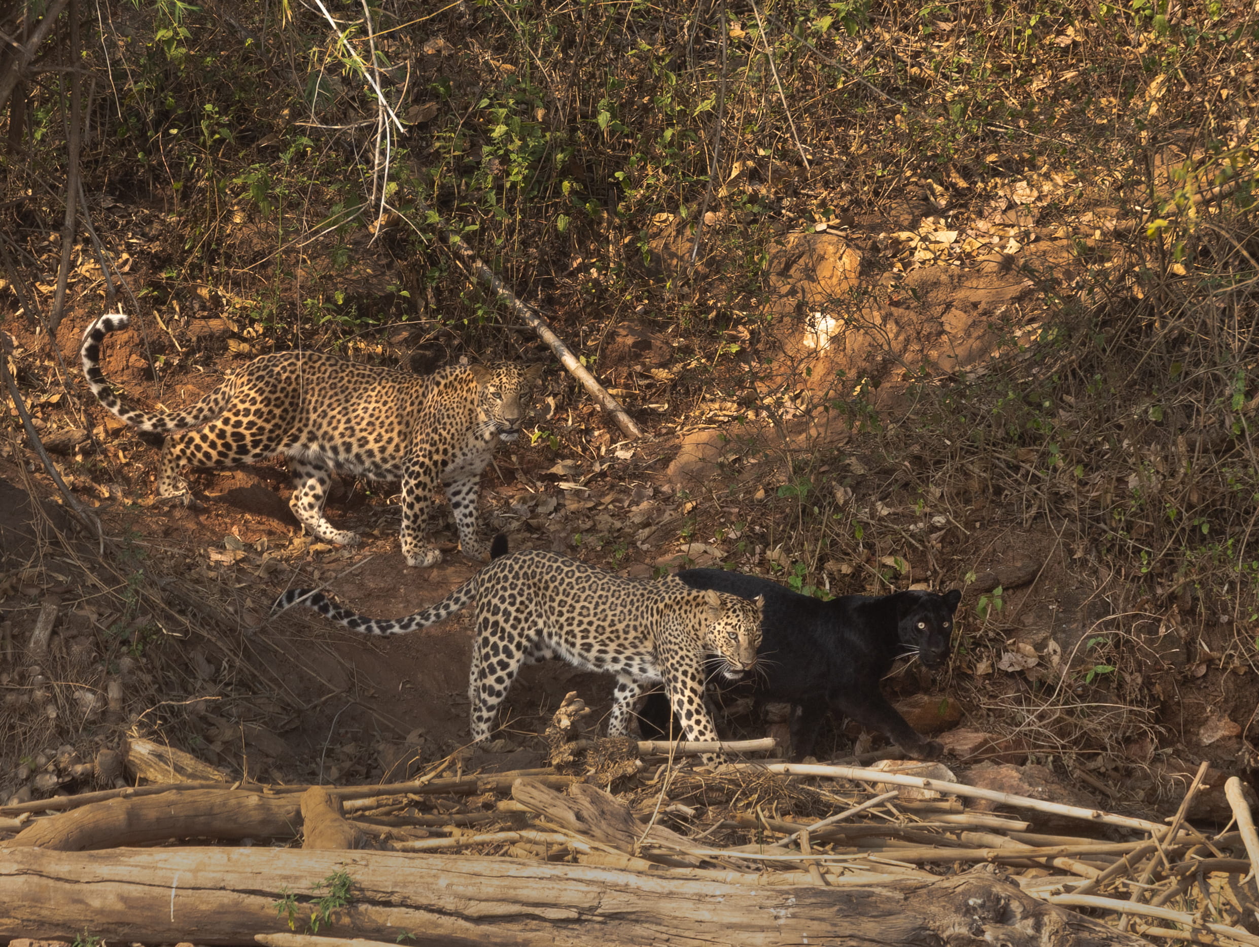All 3 leopards walking together