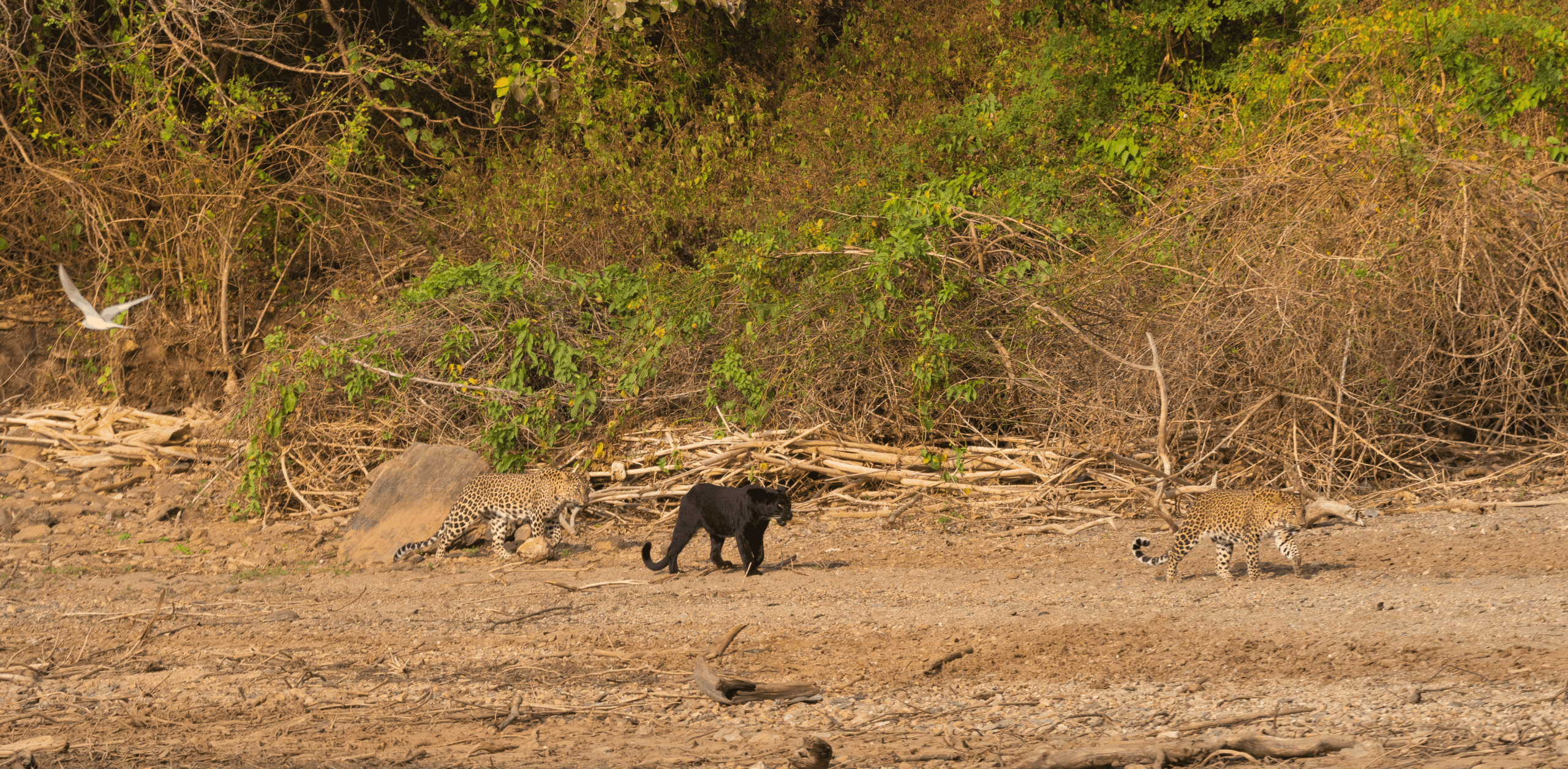 Family on the move