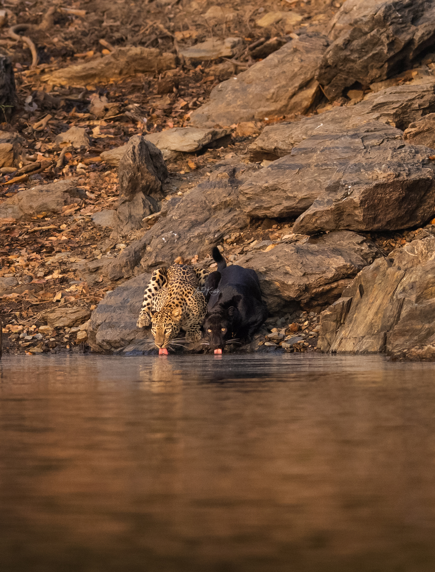 Leopard drinking water