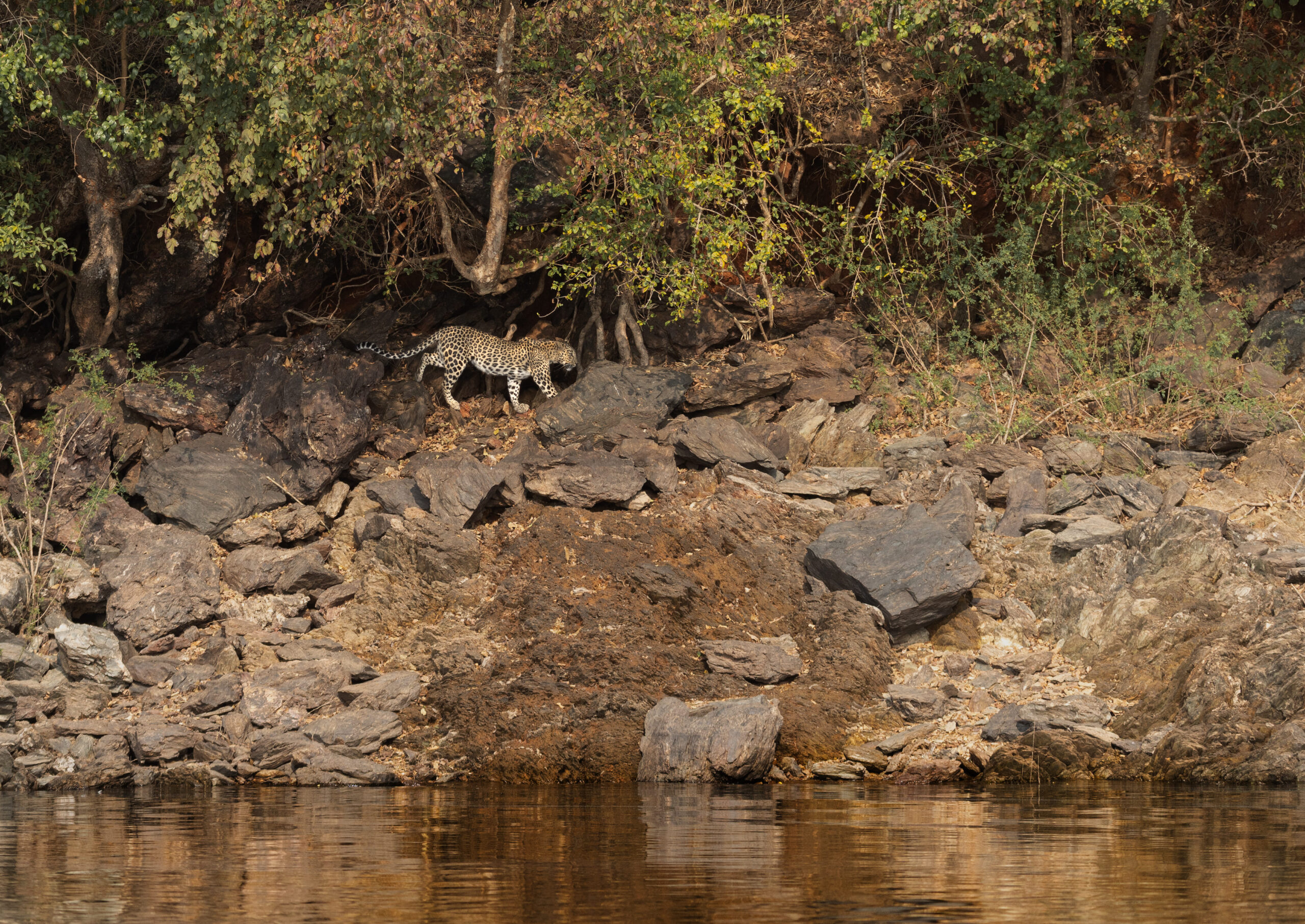 Leopardess habitat shot