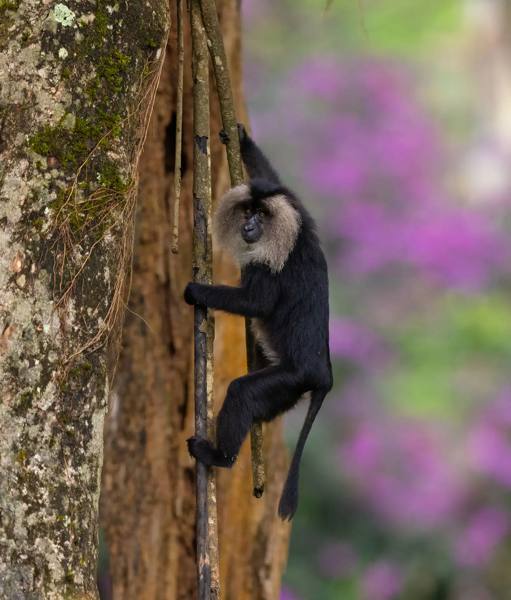 Wildlife photography tour India – Katrivia Expeditions