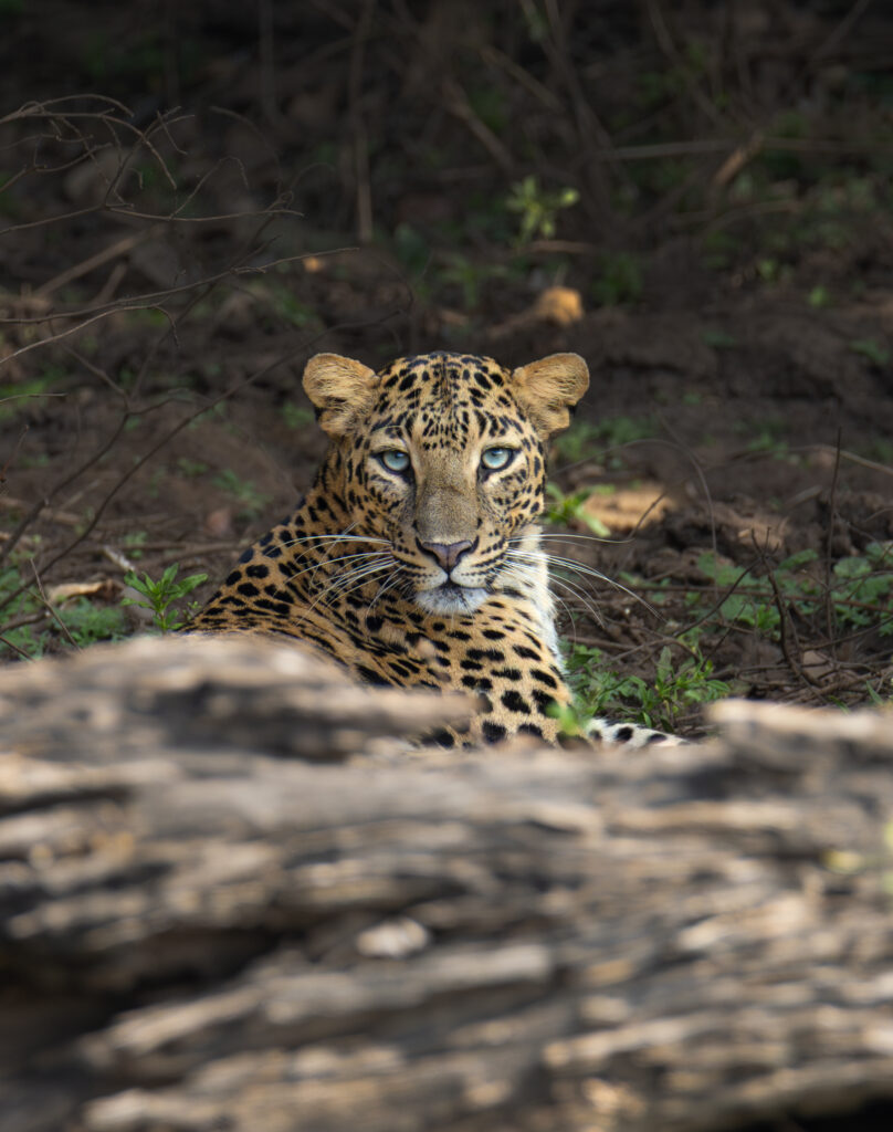 Black panther at Kabini wildlife reserve Karnataka