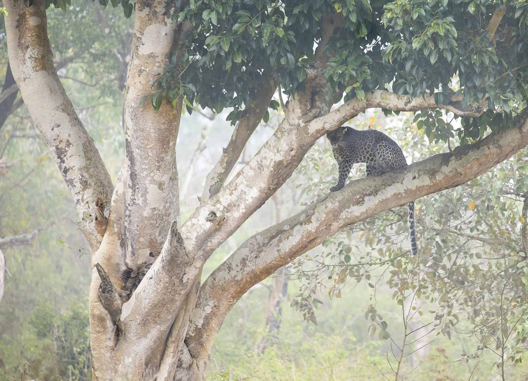 Bandipur Reception Female leopard