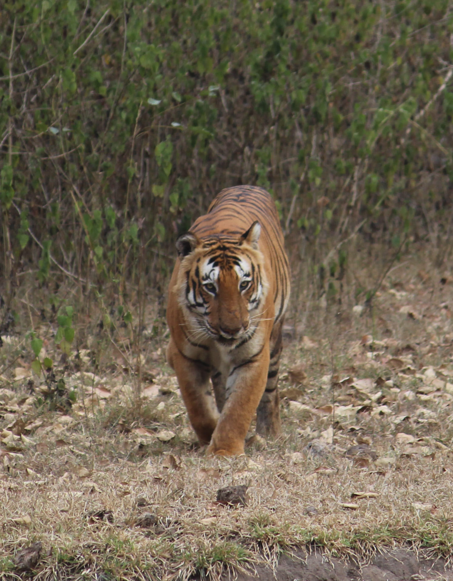 Bandipur tiger Prince
