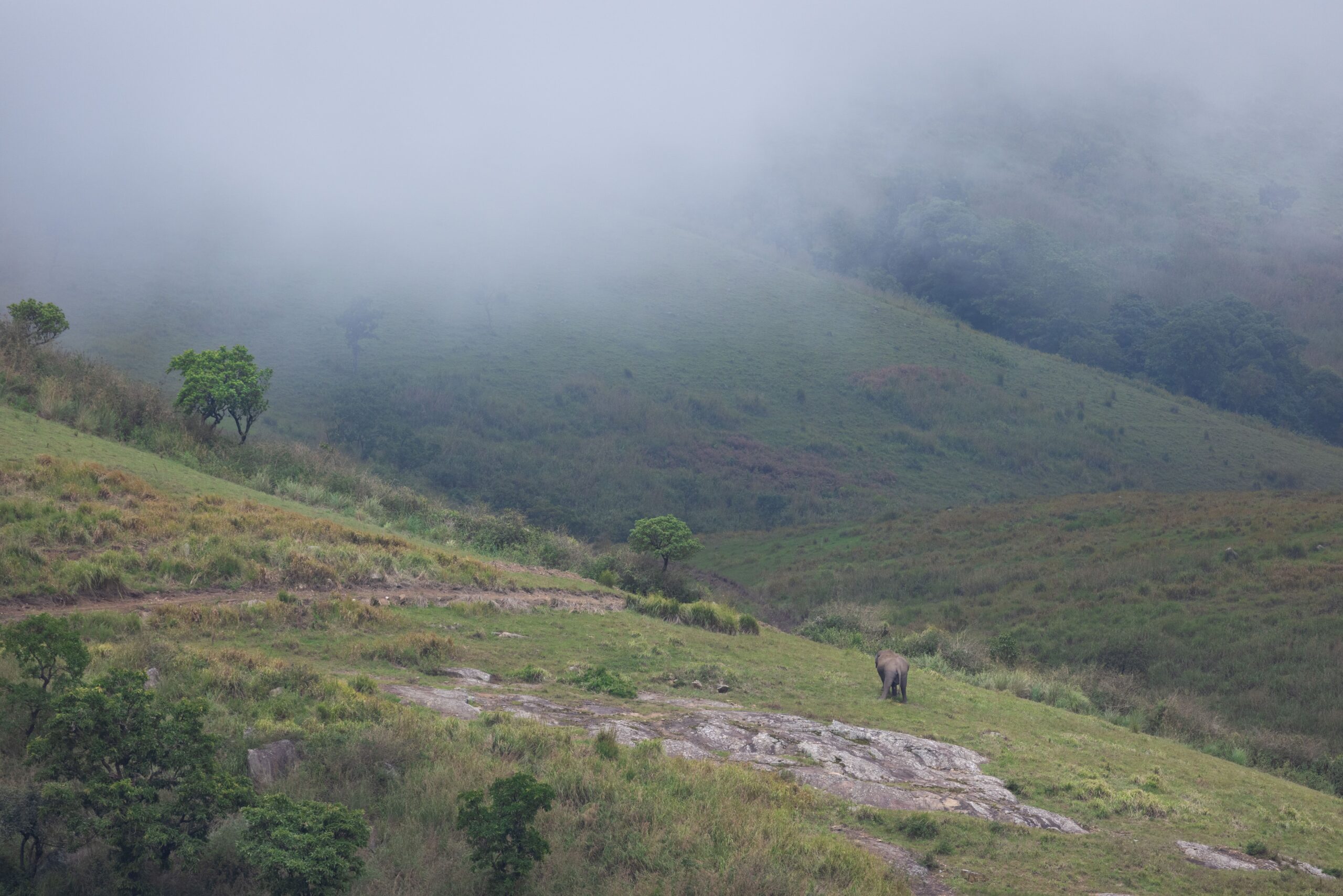 Bandipur misty meadow with Nilgiris