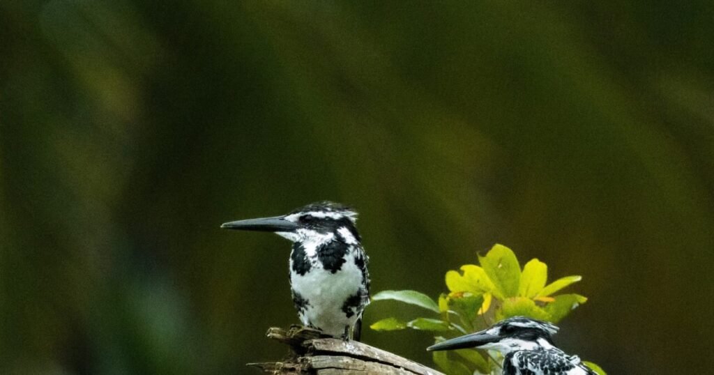 Two pied kingfishers perched on a broken branch above green leaves