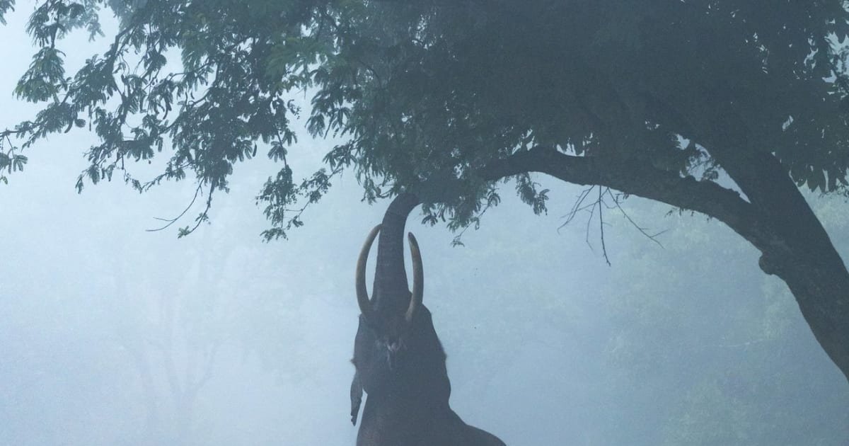 An elephant rearing up on its hind legs to reach into a tree on a misty morning