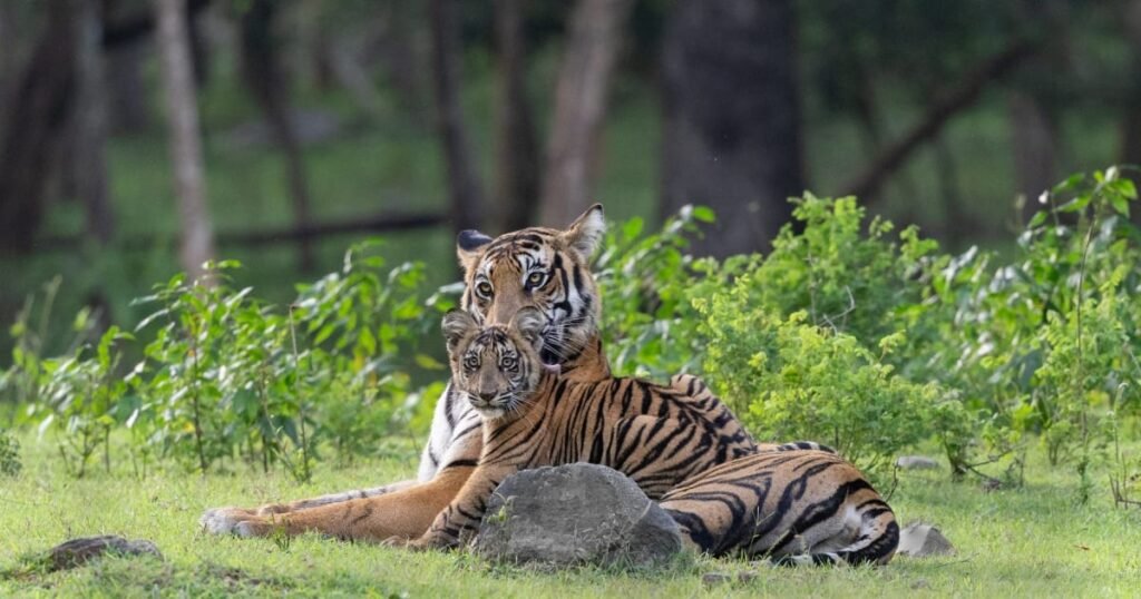 A tigress resting on green monsoon grass in Kabini with her cub leaning against her, both looking at the camera