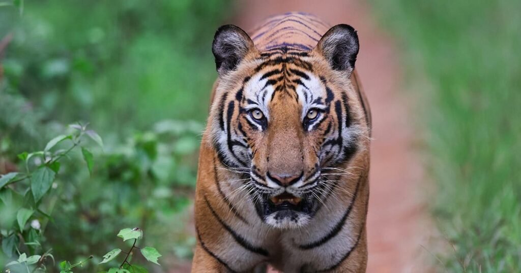 A tiger walking head-on down a red forest track in K Gudi