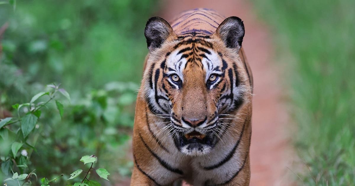 A tiger walking head-on down a red forest track in K Gudi